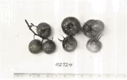 Click for 1 image(s) for this accession. FRUIT